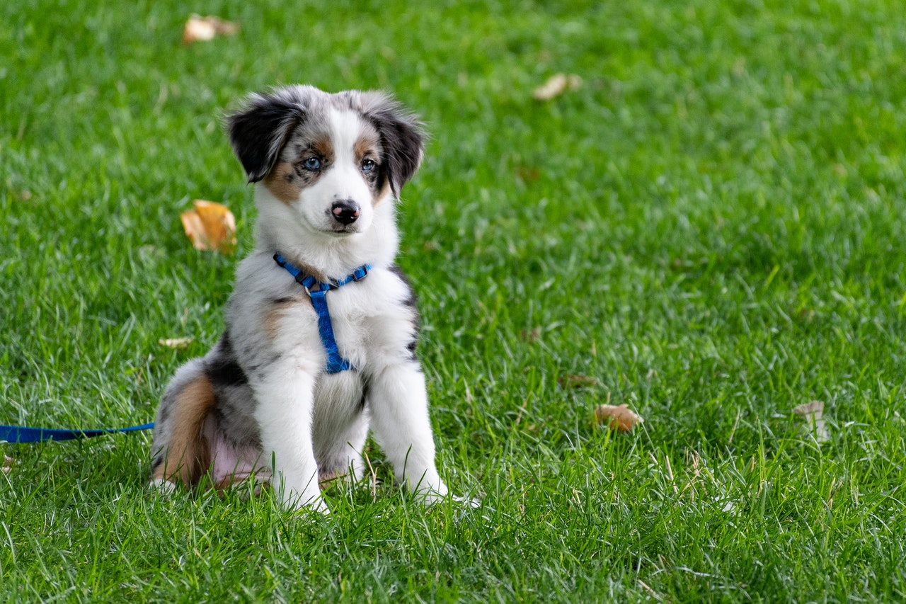 初めてのドッグラン 愛犬を犬嫌いにさせないための3つの注意点 ペットホテル ペットサロン デルタ